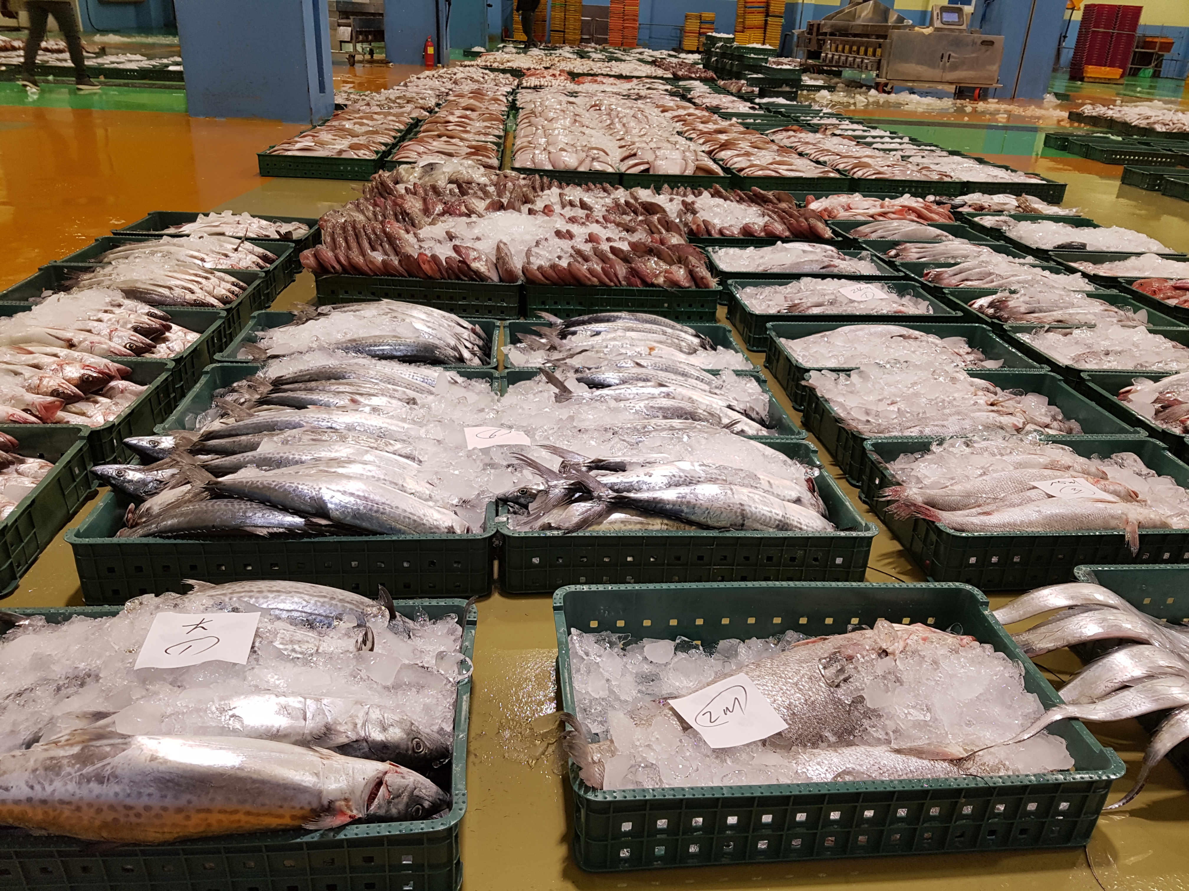 제주도 갈치 왕특대 선물세트 토막 손질 은갈치 이미지 4