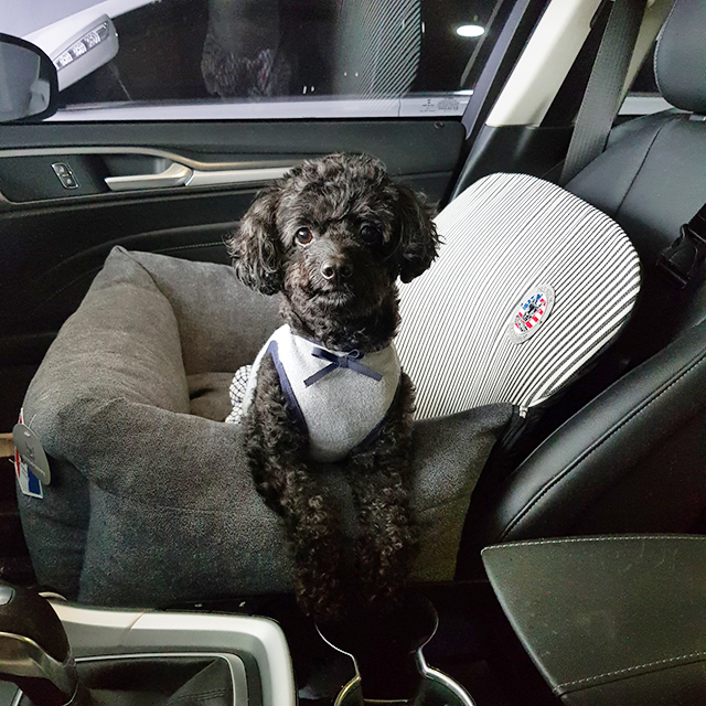 강아지 반려견 카시트 쿠션빵빵 펫 애견 드라이빙킷