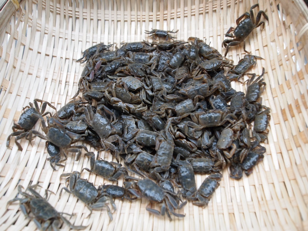 간장칠게장 칠게장 1kg 간장게장 설은게 화랑게 칠게젓 기젓