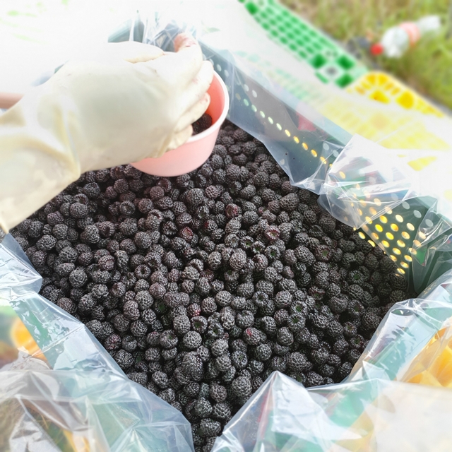고창 토종 최상품 복분자 5kg 10kg 이미지 7