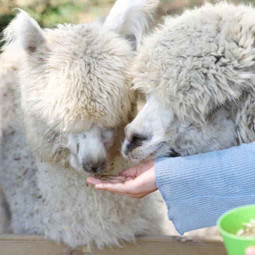 고스트타운 이미지