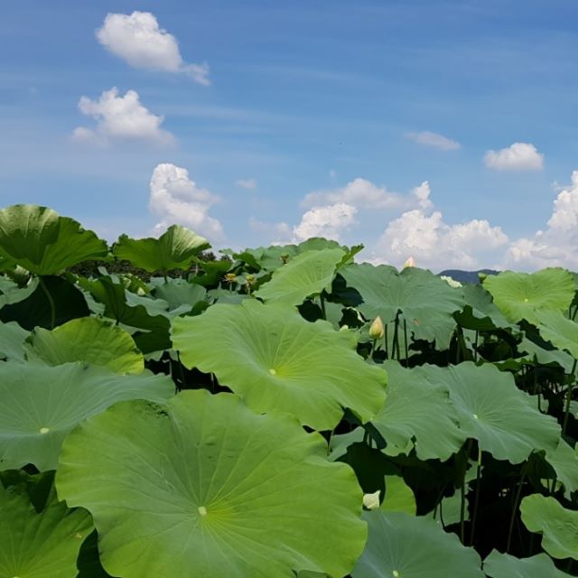 햇연잎 연잎밥용 연잎, 연꽃 - 상세 이미지 4