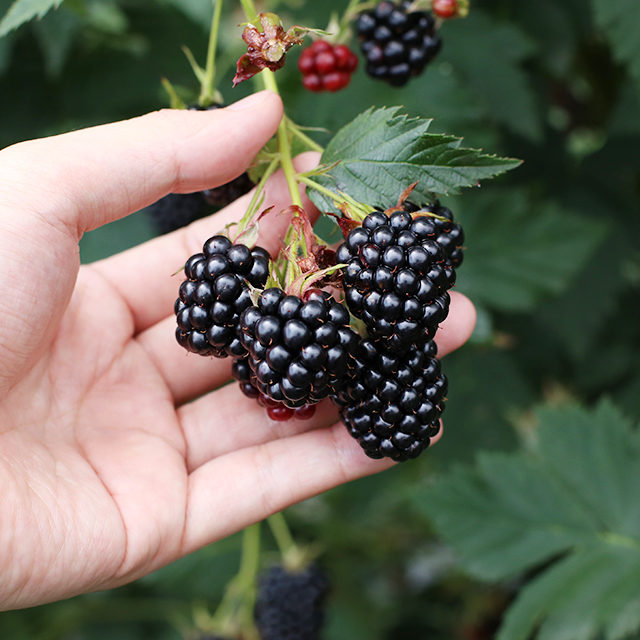 슈퍼복분자 블랙베리 생과 특품 1kg 급냉