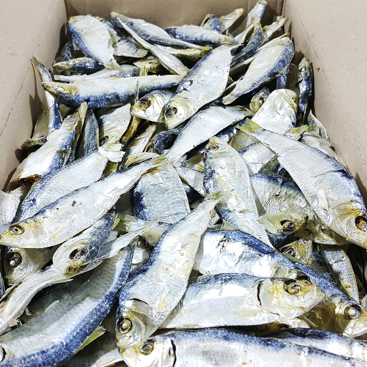 최상급 디포리 밴댕이 다시멸치 국물용 국물 멸치 육수용 국멸치 남해 통영 1.5kg, 1개 이미지 7