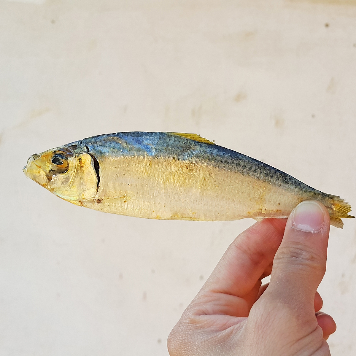 최상급 디포리 밴댕이 다시멸치 국물용 국물 멸치 육수용 국멸치 남해 통영 1.5kg, 1개 - 상세 이미지 5