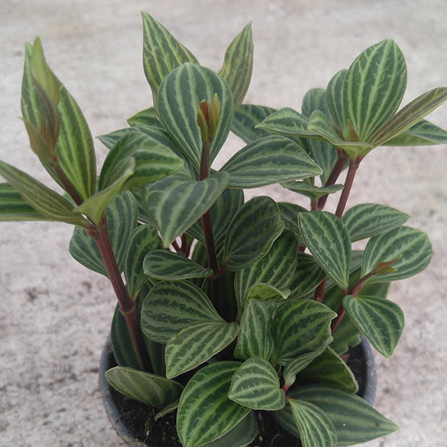 줄리아페페 반음지 그늘 홀리페페 키우기쉬운 실내공기정화식물