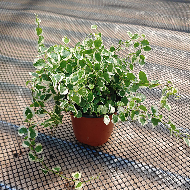 푸미라 푸밀러 푸밀라 실내관엽식물 원룸공기정화식물