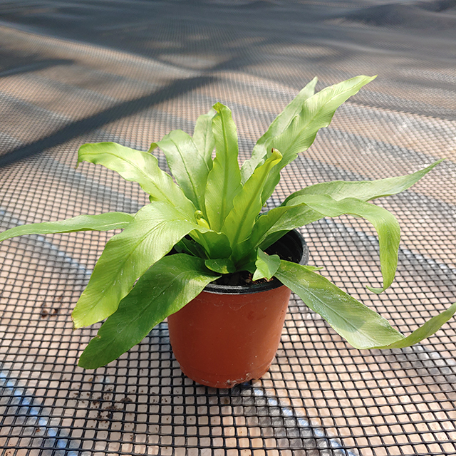 아비스고사리 거실 그늘 음지 키우기쉬운 식물 양치류 실내공기정화식물