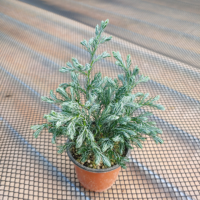 블루버드 인테리어식물화분 실사용 후기 | 효과 있을까? - 대표 이미지