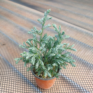 블루버드 인테리어식물화분 실사용 후기 | 효과 있을까? - 상품 이미지 1