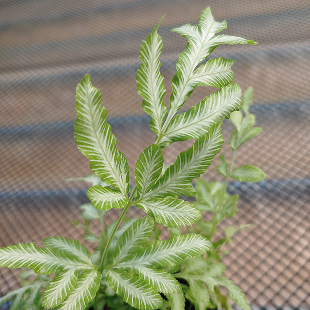 프테리스고사리 푸테리스 키우기쉬운 실내공기정화식물 양치류