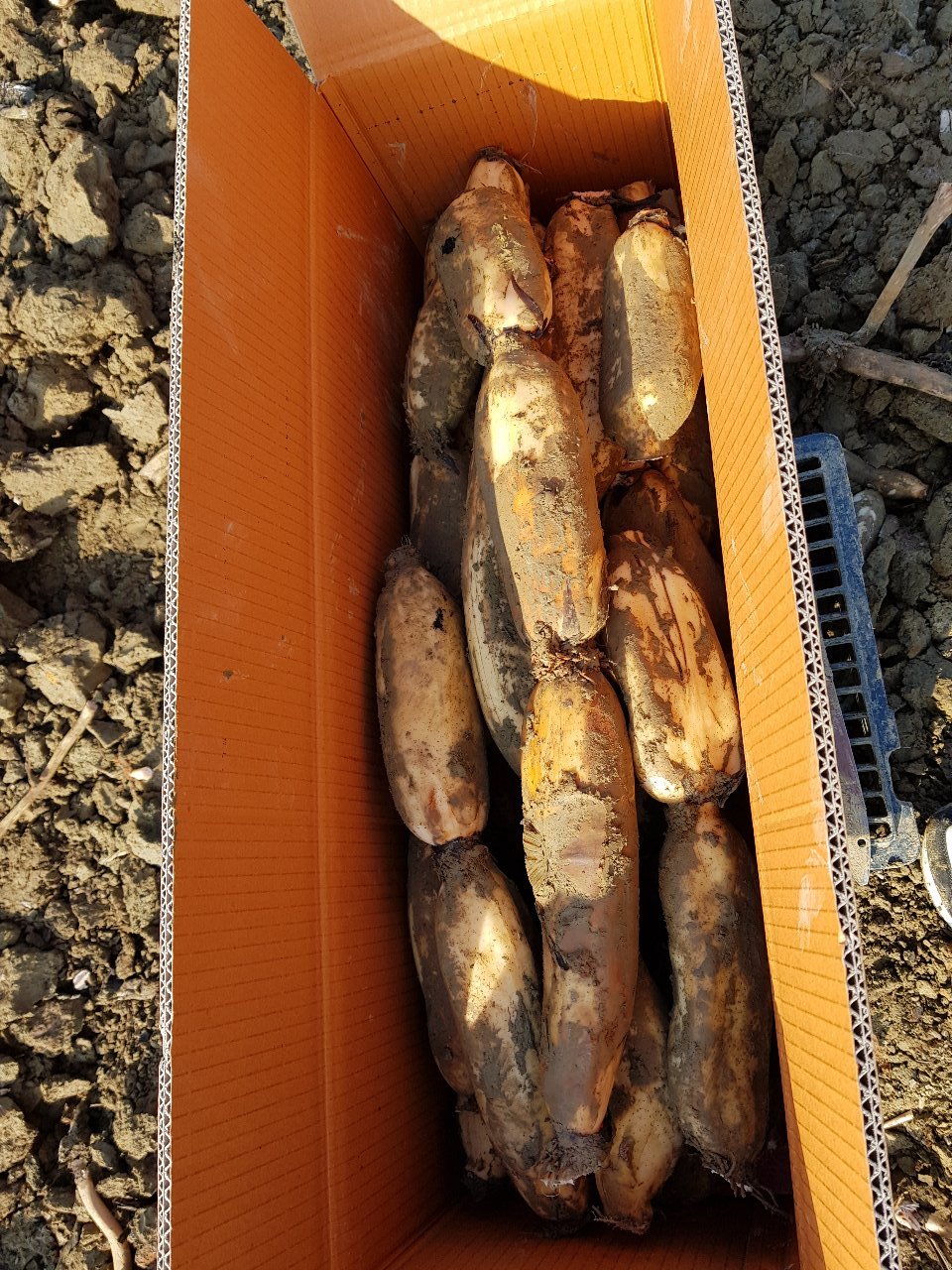 농가직송 햇연근 흙연근(상품) 10kg, 1개 - 상세 이미지 5