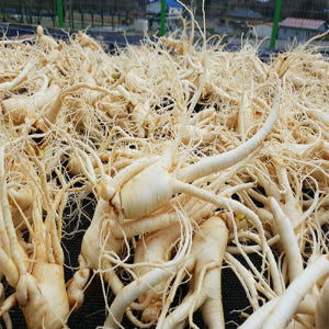 하루 한뿌리 건강한 금산 참 인삼 수삼 세척 중간 파지750g 맛있게 먹은 솔직 후기 - 상품 이미지 2