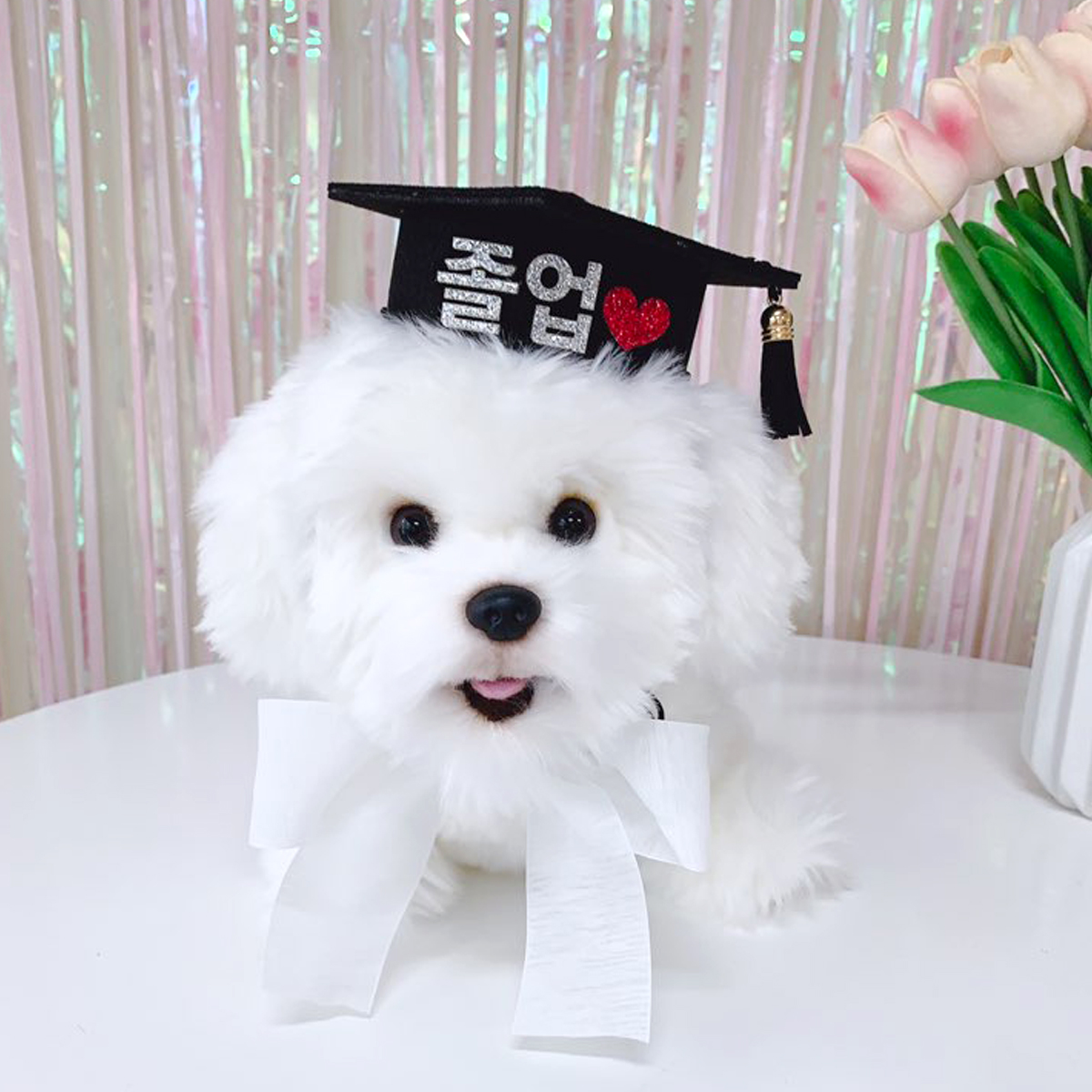 [무료배송] 고양이강아지 학사모 애견 졸업사진 - 상세 이미지 4