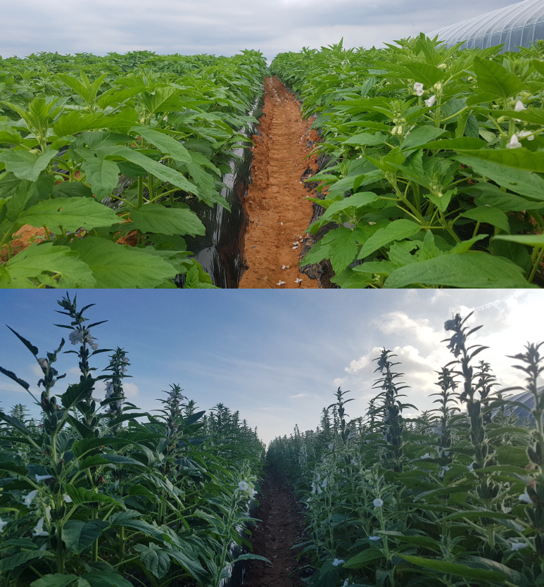 국내산 참깨 100% 이웅 참기름 250ml, 300ml / 6시 내고향 참기름 깨볶는 부자 - 상세 이미지 3