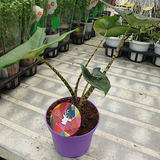 알로카시아 제브리나 중품 식물 화분