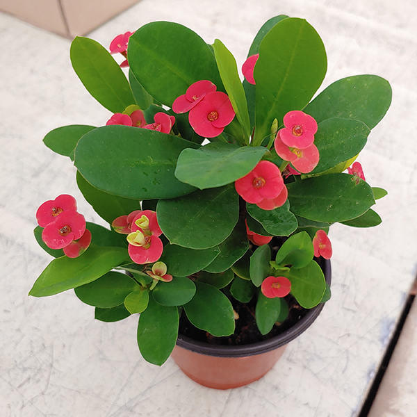 꽃기린 실내공기정화식물 실사용 후기 | 효과 있을까? - 대표 이미지