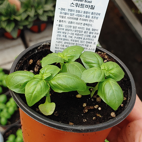 스위트바질 허브 모종 식용 향채 텃밭 채소 화분키우기 허브식물 베란다텃밭 - 메인 이미지