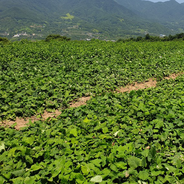 하동 땅번지 지리산 바로먹는 양념된 조물조물 산나물 200g (취나물, 토란, 고사리, 표고) - 상세 이미지 4