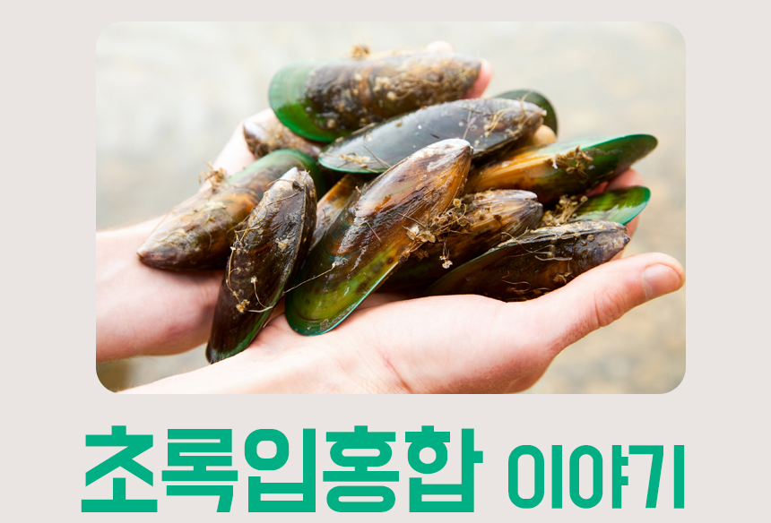 뉴질랜드 푸른 홍합을 소개합니다. 6