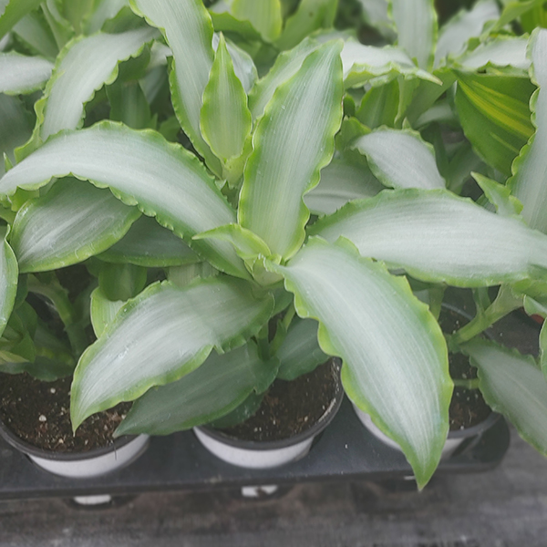 스파타실버 수입식물 실내원예식물