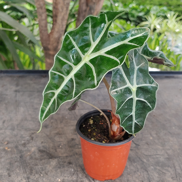 거북 알로카시아 방패알로카시아 새집중후군 식물 소품 관엽 희귀 수입