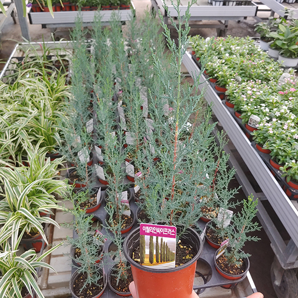 이탈리안 사이프러스 외목대 나무식물 피톤치드 키우기 나무 음지 거실 그늘 실내공기정화식물