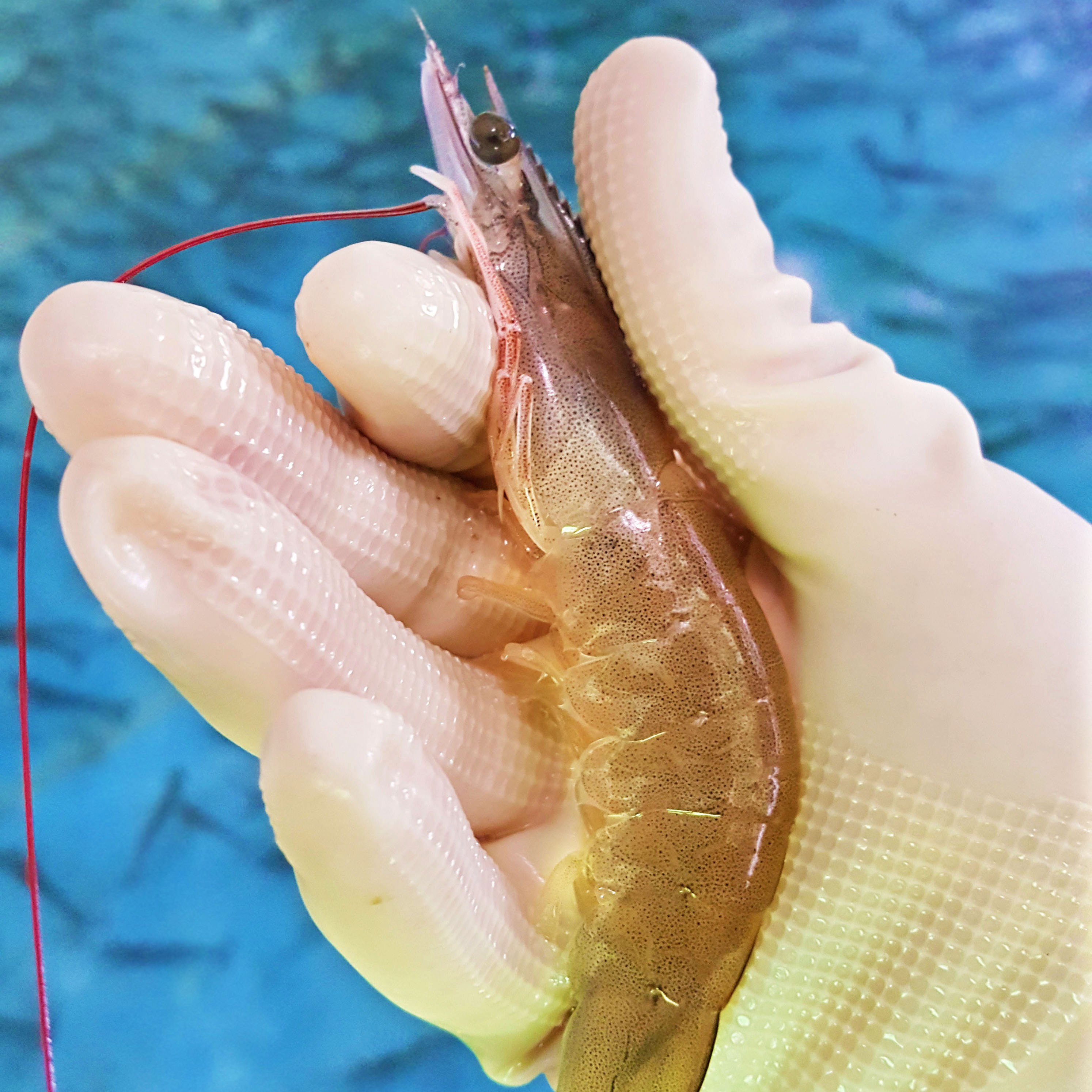 국내산 왕새우 대하 활새우 1kg 생물 냉동 제철 흰다리 새우철 생새우 택배 이미지 8