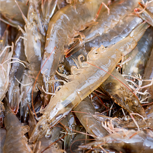 국산 흰다리새우 1kg 왕새우 새우철 제철