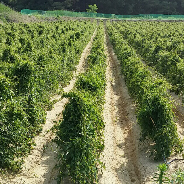 경북 안동 산마 가정용 2kg,4kg(대) 이미지 7