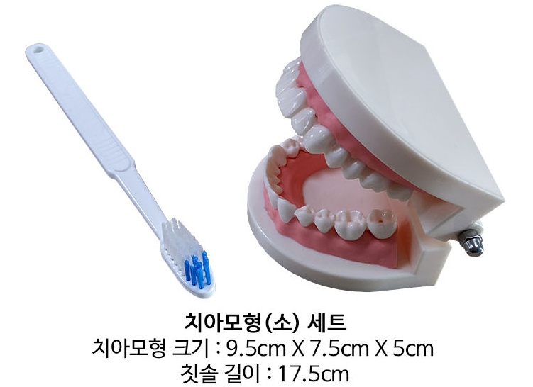 양치교육 치아모형 소형 칫솔포함 정밀한 치아모형세트 - 상세 이미지 2