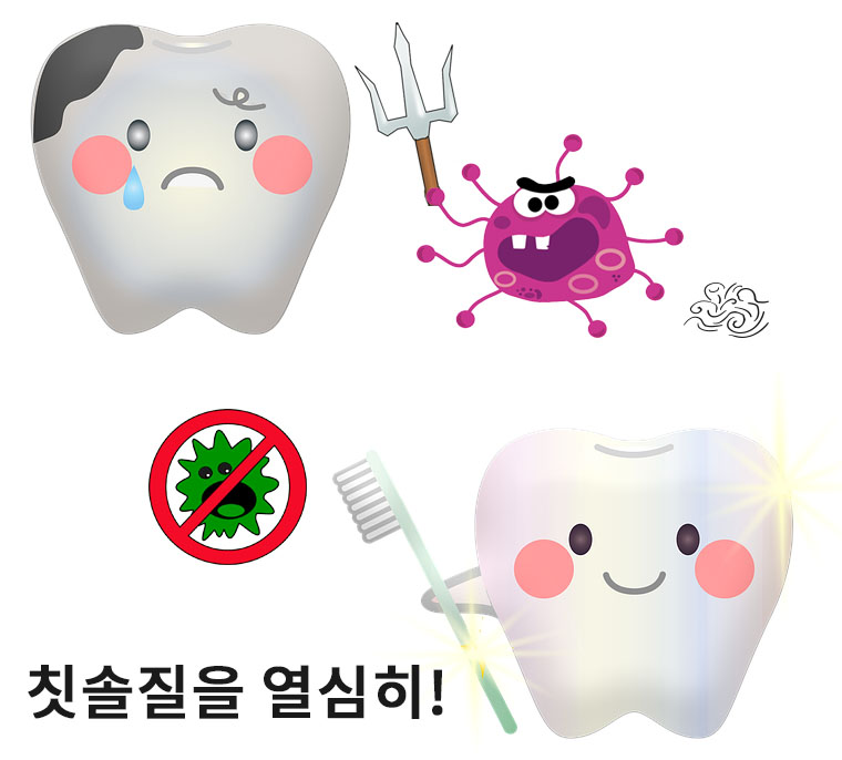 양치교육 치아모형 소형 칫솔포함 정밀한 치아모형세트 - 상세 이미지 3