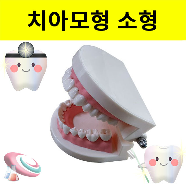 양치교육 치아모형 소형 칫솔포함 정밀한 치아모형세트 - 상품 이미지