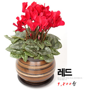 고급도기 시클라멘 화분 - 메인 이미지