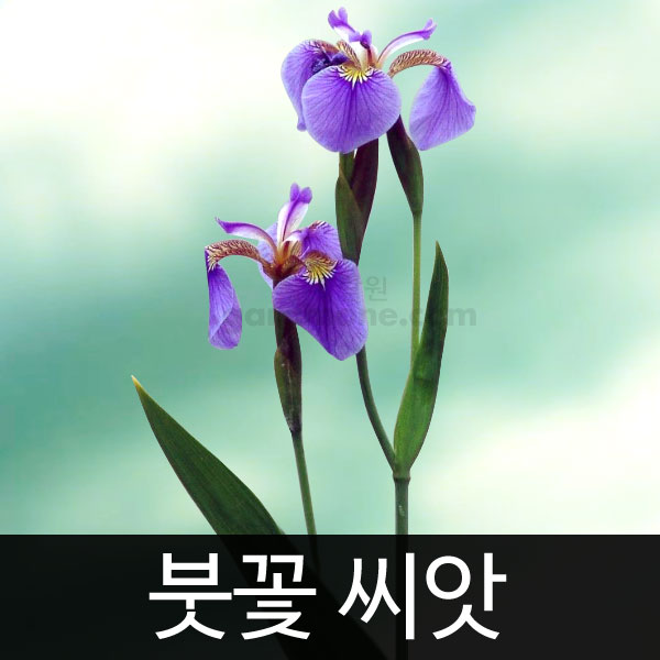 붓꽃 씨앗 붓꽃씨 종자 아이리스 꽃씨 꽃씨앗 씨 70알 : 가람원