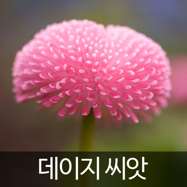 잉글리쉬 데이지 씨앗 꽃씨 꽃씨앗 종자 야생화 200알 : 가람원