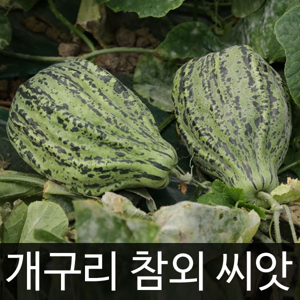 개구리 참외 씨앗 참외씨 종자 토종 재래종 씨 50알 : 가람원