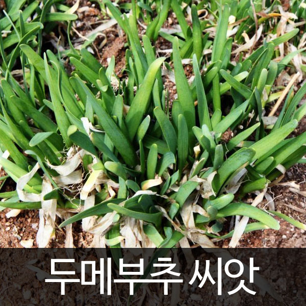 두메부추 씨앗 부추 씨앗 채소씨앗 재래종 토종 100알 : 가람원