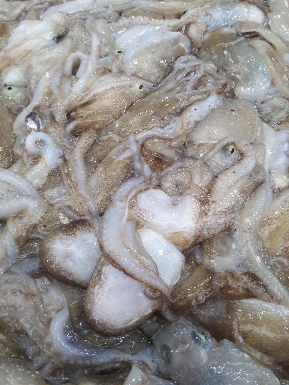 생물 주꾸미 쭈꾸미 500g 서해안 쭈꾸미 국산주꾸미 생쭈구미(조업당일발송상품) - 상세 이미지 5