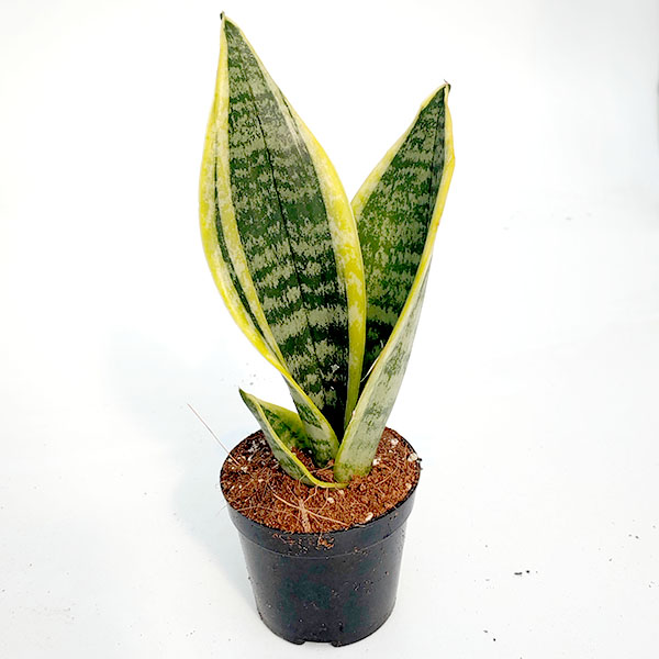 슈퍼바 교육용 체험학습용 산세베리아 화분 식물