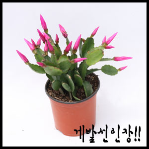 게발선인장 소/중 선인장 공기정화식물 - 메인 이미지