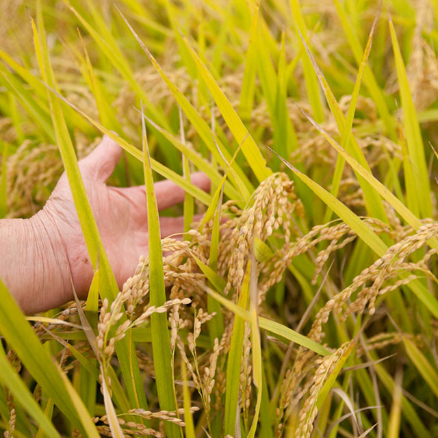 쌀눈쌀 햅쌀 현미 부안쌀 당일도정 5kg 해풍쌀
