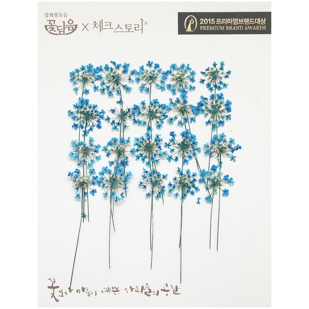 줄기꽃 압화 레이스플라워줄기 - 블루 20개 아미초 - 상품 이미지