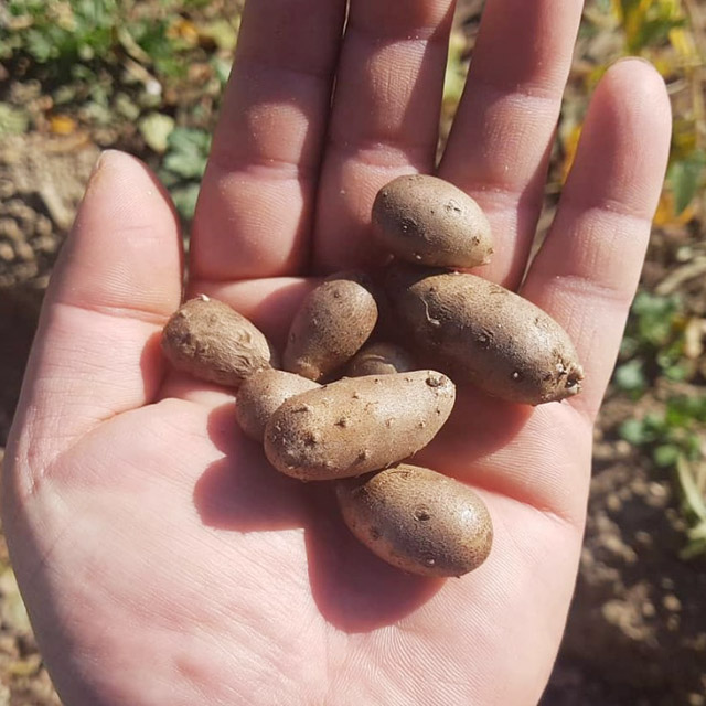감자처럼 포근한 맛 영양가득 마씨앗 3kg 이미지 6