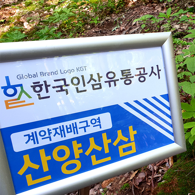 산양산삼 장뇌삼 11년근 이상 산양삼 5뿌리 (9206) - 상세 이미지 2