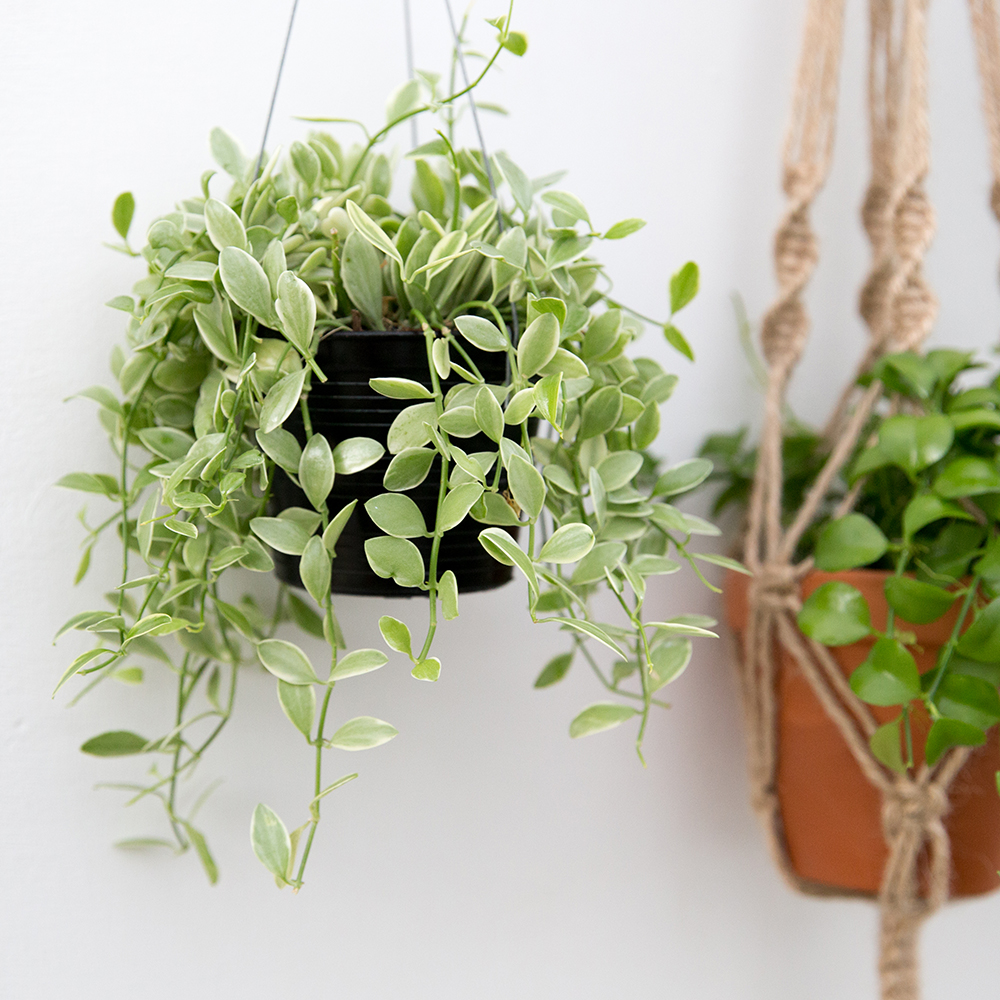 행잉식물 행잉플랜트 키우기쉬운 반려식물 공중 늘어지는 음지 화분 플랜테리어 마끈 디시디아