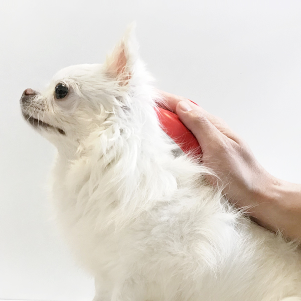 코코몰리 강아지 고양이 목욕 용품 샴푸 실리콘 브러쉬 빗 죽은 털 관리 - 상세 이미지 2