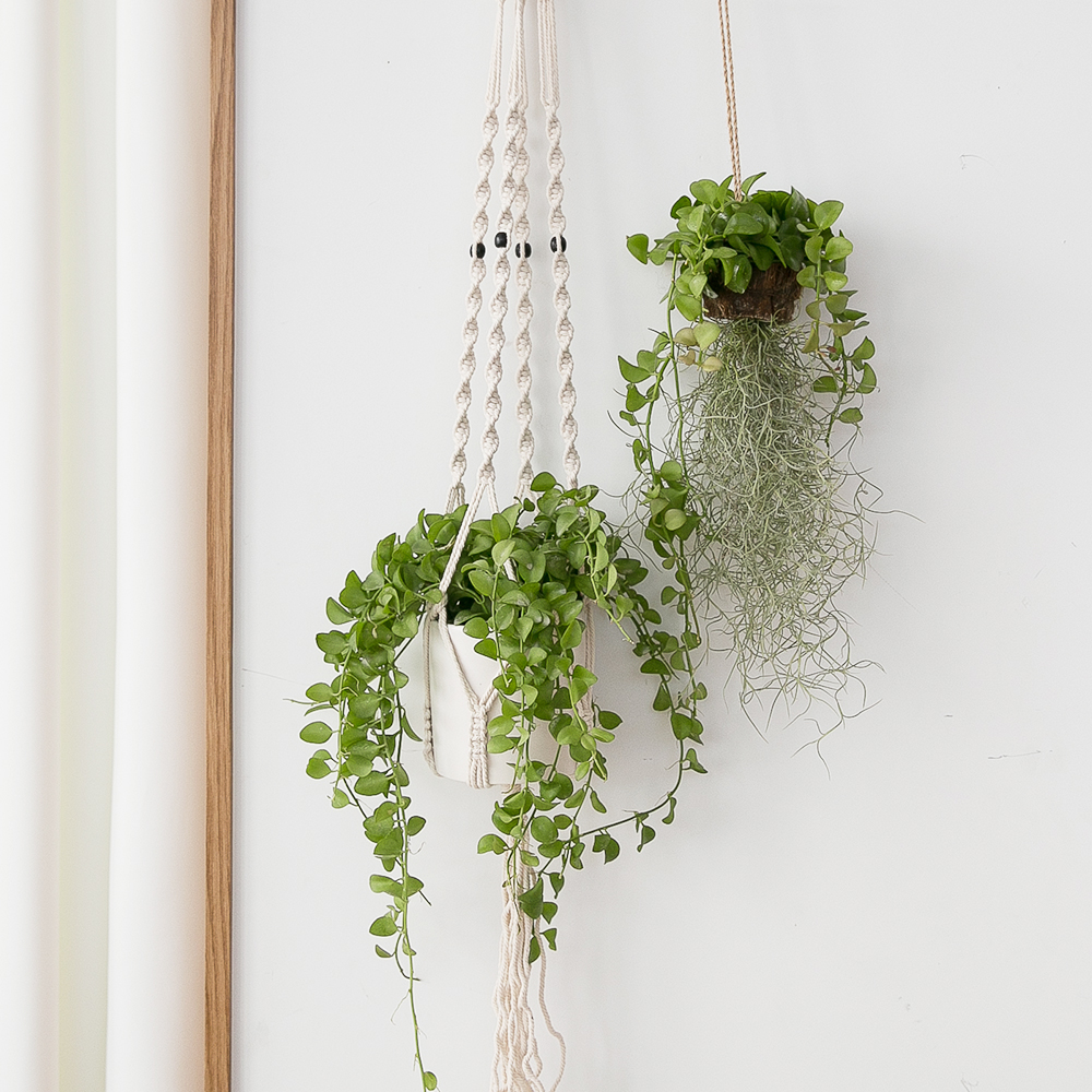 행잉식물 행잉플랜트 키우기쉬운 반려식물 공중 늘어지는 음지 화분 플랜테리어 마끈 디시디아