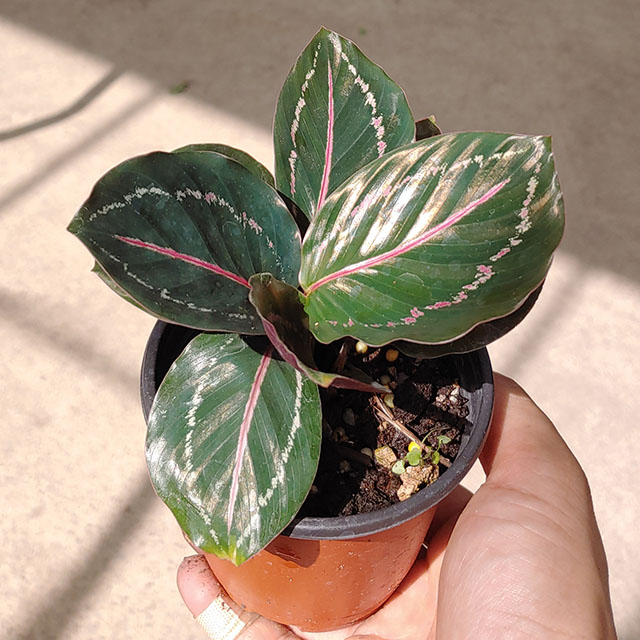 칼라데아 로제오픽타 실내공기정화식물 인테리어 화분 오타나