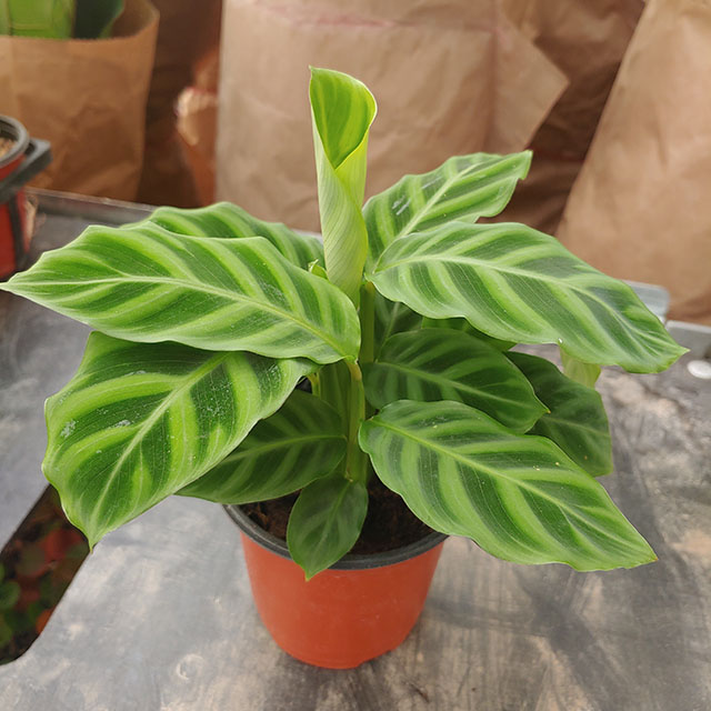 칼라데아 프레디 실내공기정화식물 인테리어 화분 오타나